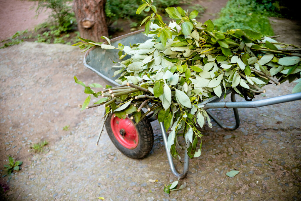 green waste in a wheelbarrow